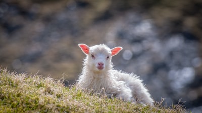 Sitting on the grass of the Aries
